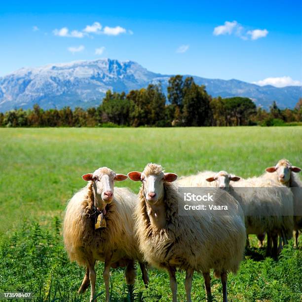 Sheep Of Sardinia Stock Photo - Download Image Now - Sardinia, Sheep, Green Color