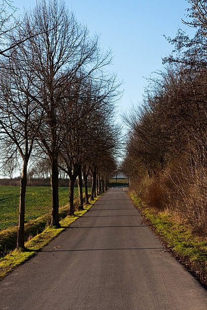 istock Road in the green 173598463