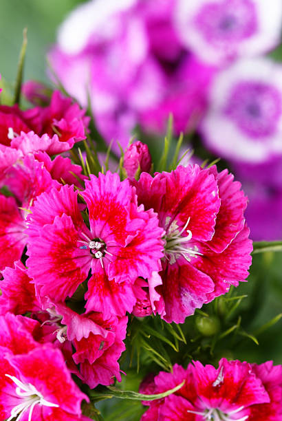 istock Macro from a sweet william flower 173598524