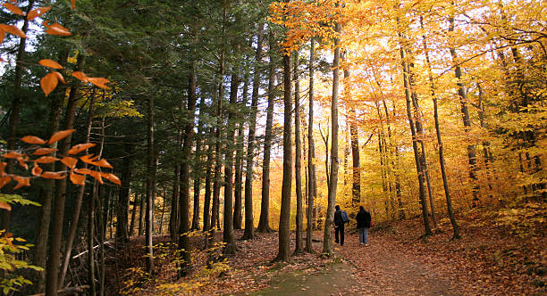 istock Autumn walk in the woods 173598550
