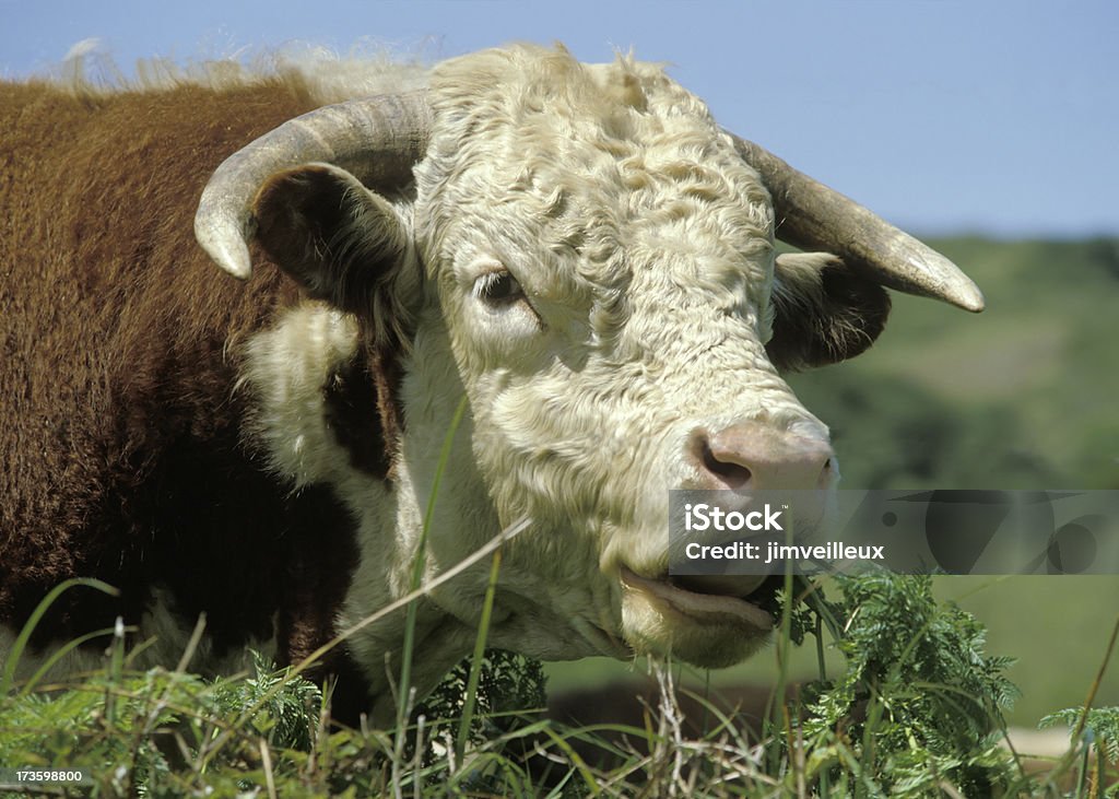 Close shot of Hereford Bull Grazing Close shot of a hereford bull grazing with soft-focus background. Agriculture Stock Photo