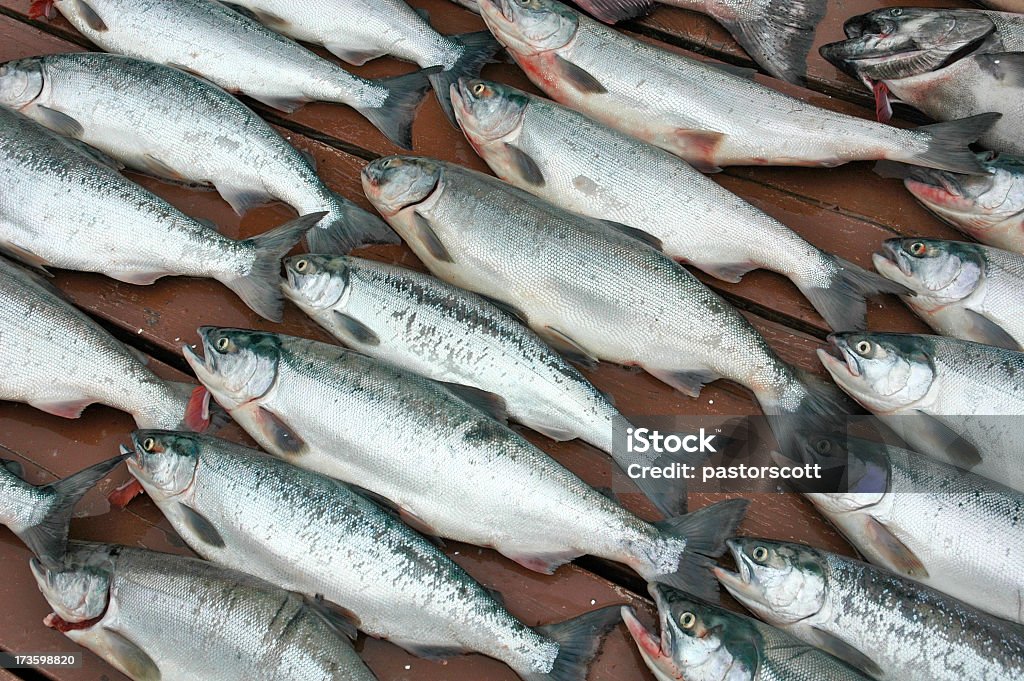 Rouge Salmons - Photo de Alaska - État américain libre de droits