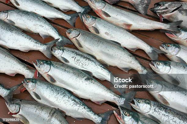 Photo libre de droit de Rouge Salmons banque d'images et plus d'images libres de droit de Alaska - État américain - Alaska - État américain, Aliment cru, Aliments et boissons