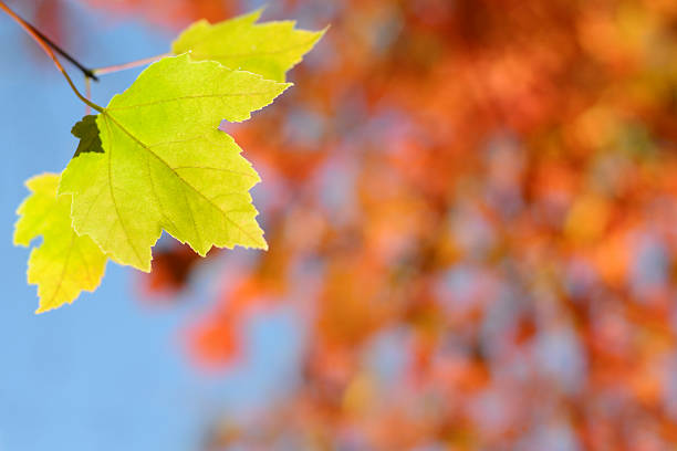 Leaves stock photo