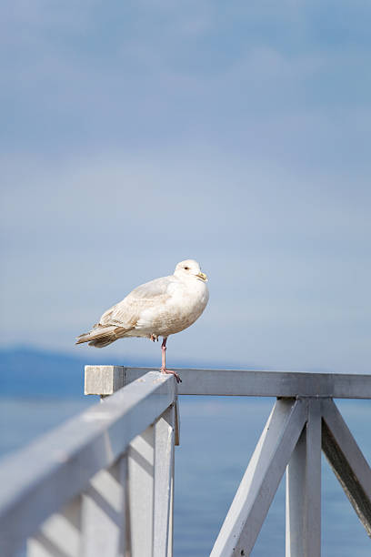 Mouette à un pied - Photo