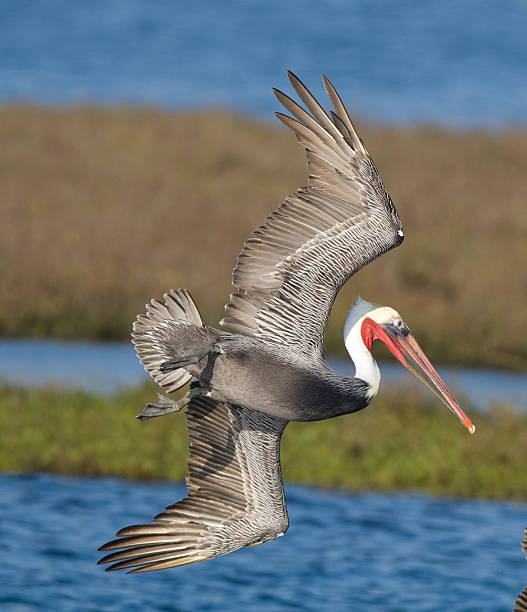Pelican in flight over marsh stock photo