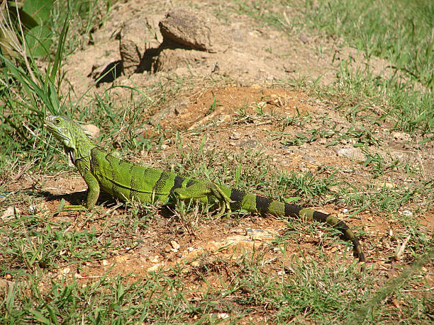 istock Iguana Puerto Rico 173599247