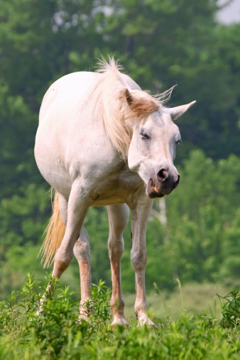 A pale colored grey horse shakes its head and makes a hilarious face.See more of my growing animals collection: