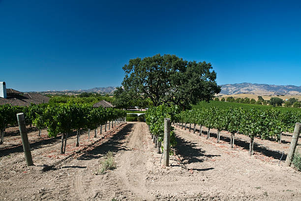istock Napa Valley, California. 173599348
