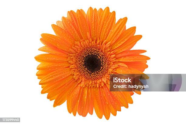 Primer Plano De Una Hermosa Gerbera Naranja Foto de stock y más banco de imágenes de Agua - Agua, Belleza, Belleza de la naturaleza