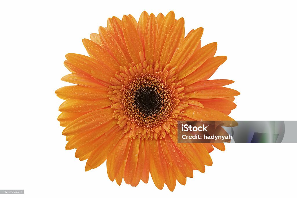 Close-up da bela gerbera de laranja - Foto de stock de Beleza royalty-free