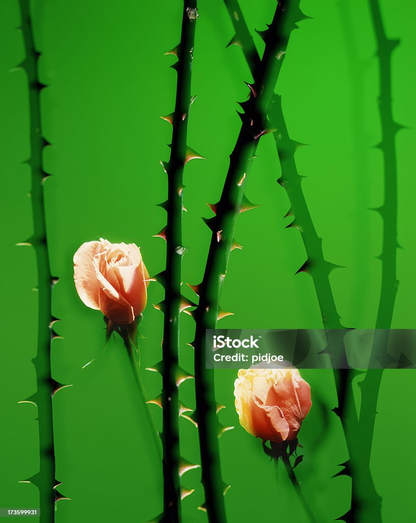 Rosas cor-de-laranja - Foto de stock de Caule royalty-free