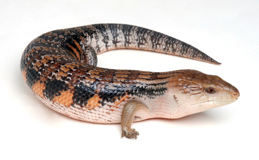 Blue-tongued skinks on a white background