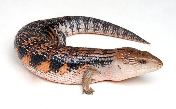 Tiliqua scincoides Blue-tongued skinks on a white background tiliqua scincoides stock pictures, royalty-free photos & images