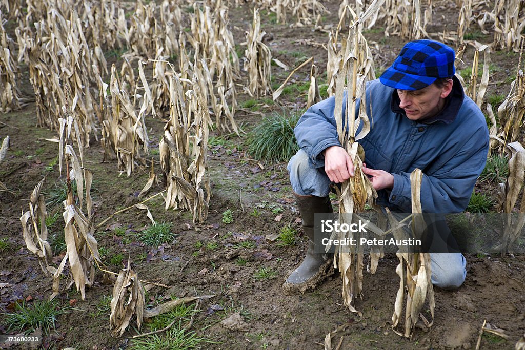 Bad Winter Farmer inspecting his failed crop of corn. Failure Stock Photo