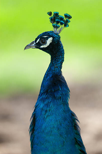 istock Colorful Male Peacock 173600345