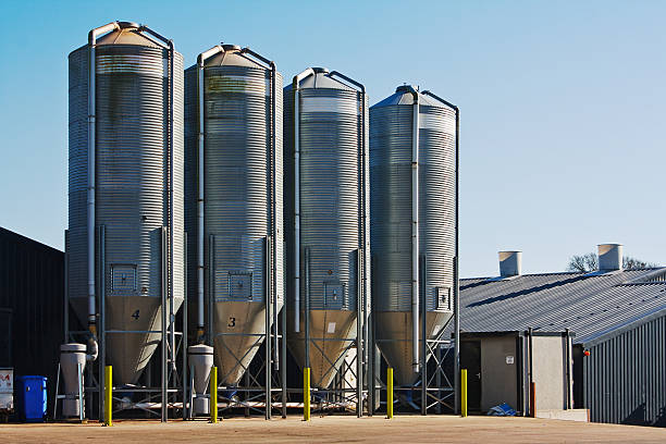 Four grain storage silos surrounded by buildings large scale commercial chicken farm with four grain storage silos for the storage of poultry feed hatchery stock pictures, royalty-free photos & images