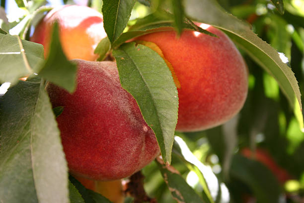 Fresh Peaches stock photo
