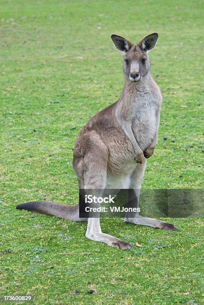 Weibliche Känguru Stockfoto und mehr Bilder von Känguru - Känguru, Abgeschiedenheit, Australien
