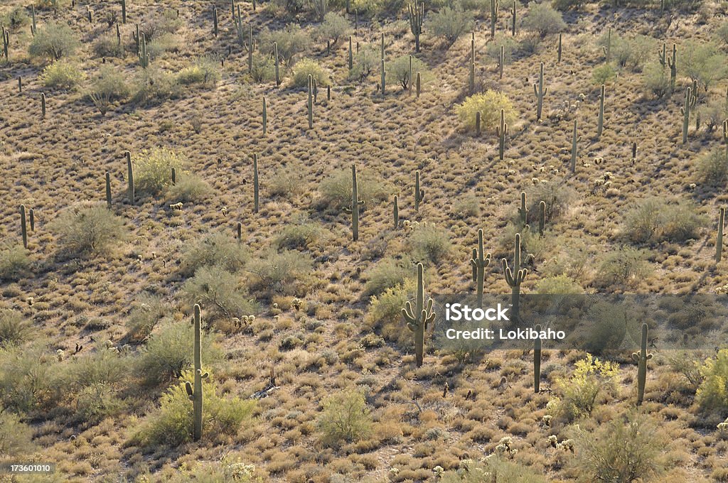 Desertland - Foto de stock de Arbusto royalty-free