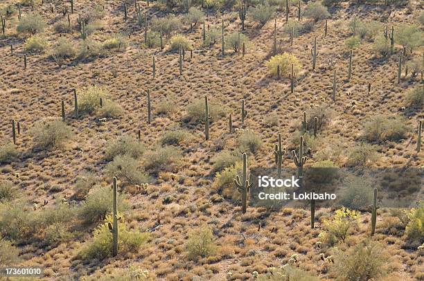 Foto de Desertland e mais fotos de stock de Arbusto - Arbusto, Arizona, Cacto