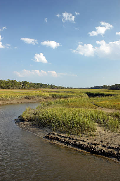 istock Marshlands of the Georgia Coast 173601068