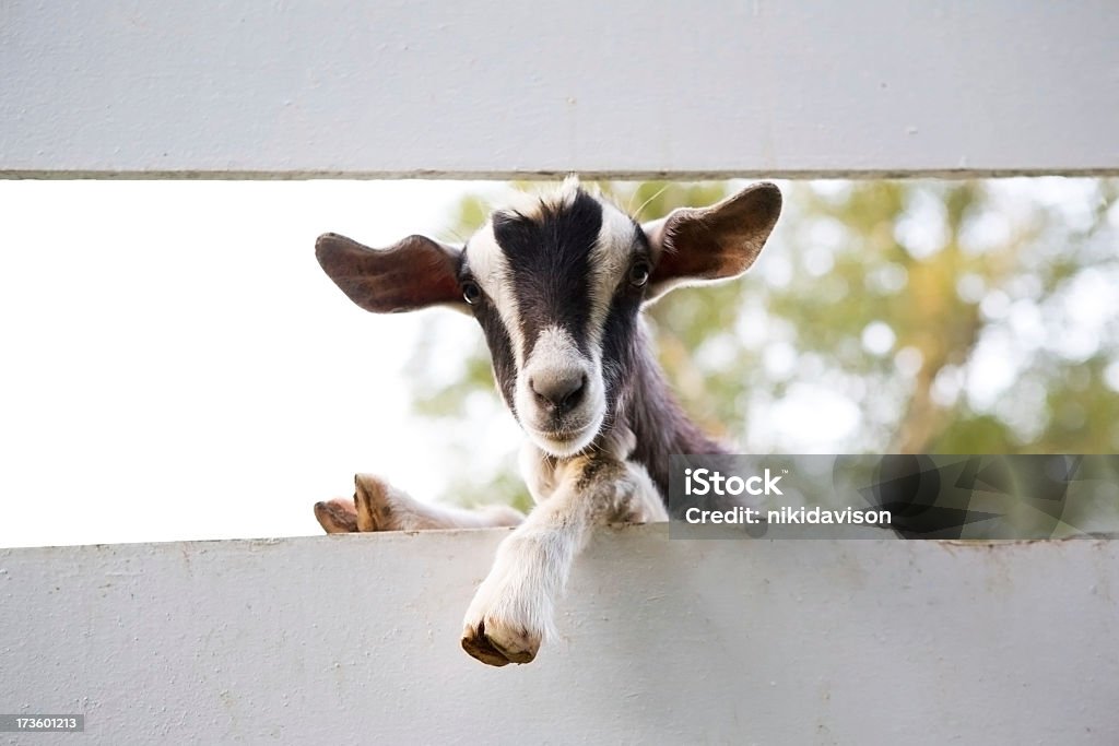 Close up of curious goat between fences Black and white goat hangs over the fence to have a better look. Goat Stock Photo