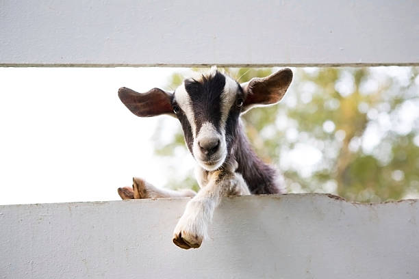 Close up of curious goat between fences Black and white goat hangs over the fence to have a better look. goat photos stock pictures, royalty-free photos & images