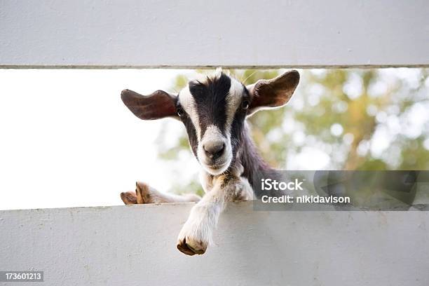 Close Up Of Curious Goat Between Fences Stock Photo - Download Image Now - Goat, Humor, Hoof