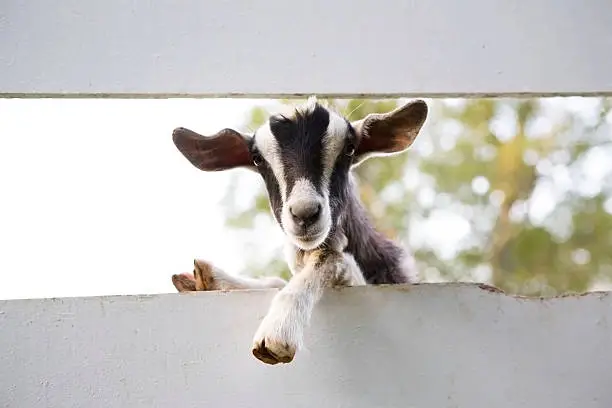Black and white goat hangs over the fence to have a better look.