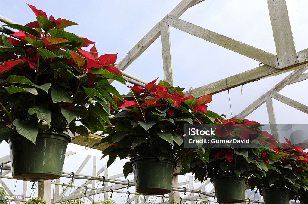 Close-up di rosso in vaso Poinsettias in serra crescita - Foto stock royalty-free di Agricoltura