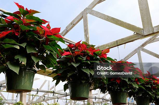 Closeup Di Rosso In Vaso Poinsettias In Serra Crescita - Fotografie stock e altre immagini di Agricoltura