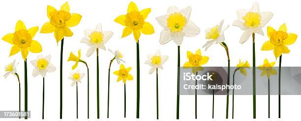 Narciso Limite - Fotografias de stock e mais imagens de Moldura - Composição - Moldura - Composição, Narciso - Flor, Amarelo