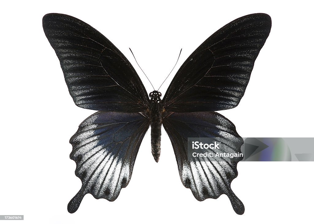butterfly Butterfly - Insect Stock Photo