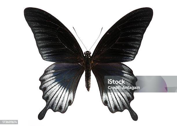 Butterfly Stock Photo - Download Image Now - Butterfly - Insect, Black Color, White Background