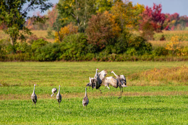 istock Sandhill Cranes(grus canadensis) fighting or mating in a Wisconsin field 1736016832