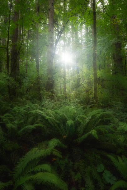 istock Morning light in the enchanted lush forest 1736017755