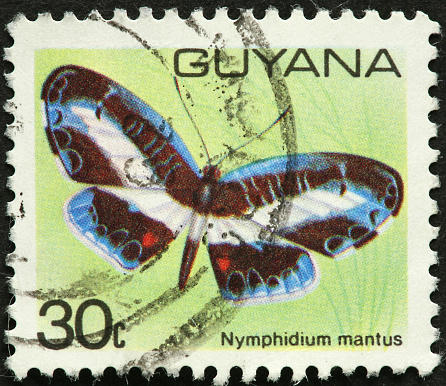Guyana butterfly