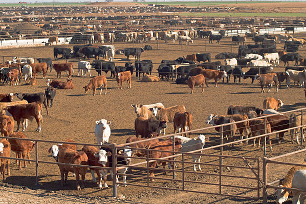 Feedlot Cattle awaiting slaughter in feedlot in West Texas.click here to see all my Texas Longhorn and other cattle photos cattle pen stock pictures, royalty-free photos & images