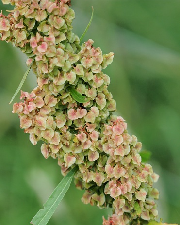 A fruiting stem of Northern Dock Northern Doc (Rumex longifolius) in central Scotland showing the hundreds of winged seeds waiting to be dispersed by the wind