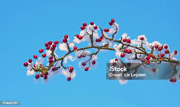 Hawthorn Branch With Berries And Snow Stock Photo - Download Image Now - Frost, Hawthorn, Backgrounds