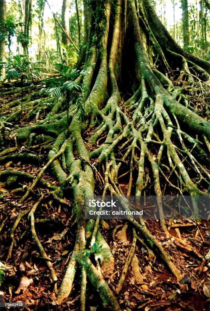 a tree with spreading roots a tree with spreading root system in an australian temperate rainforrest at dorrigo. Branch - Plant Part Stock Photo