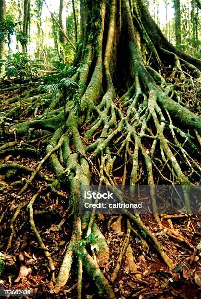 A Tree With Spreading Roots Stock Photo - Download Image Now - Branch - Plant Part, Brown, Forest