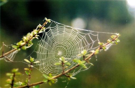 a cobweb with dew drops strung between two branches in new zealand