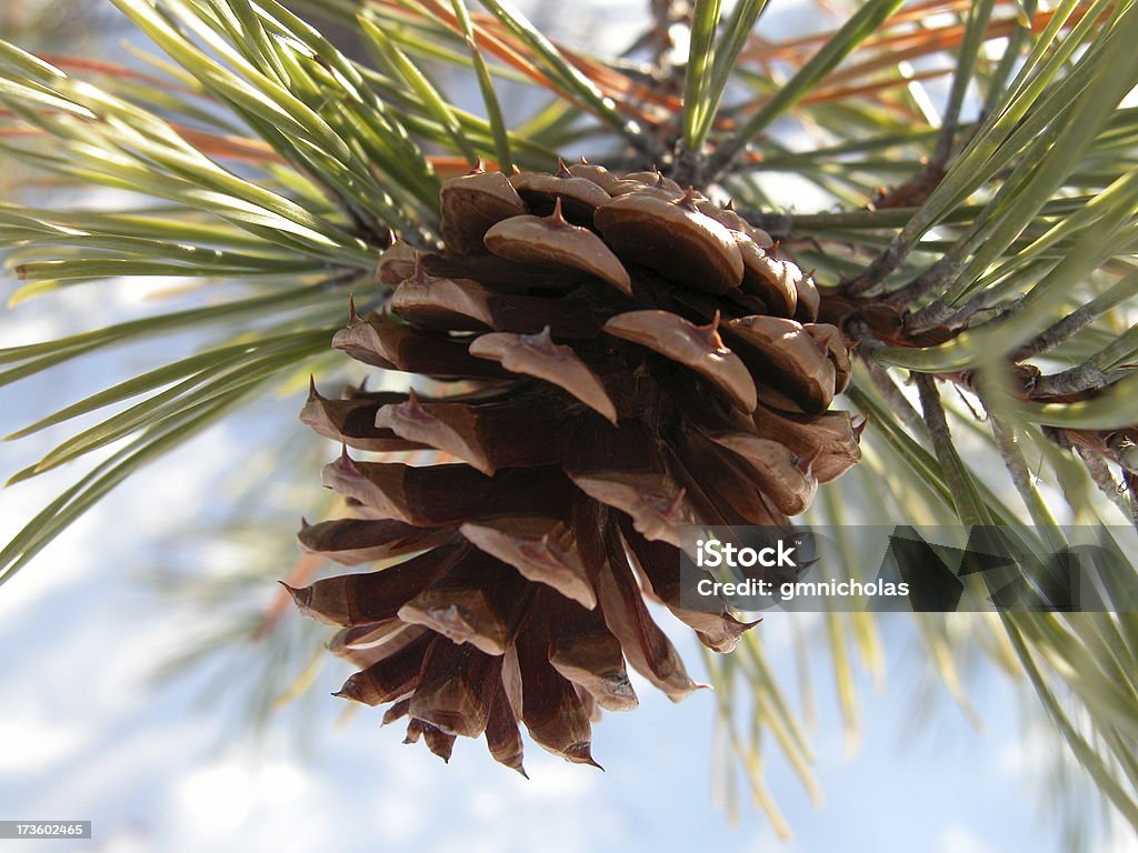 Pine Cone - Lizenzfrei Zapfen Stock-Foto