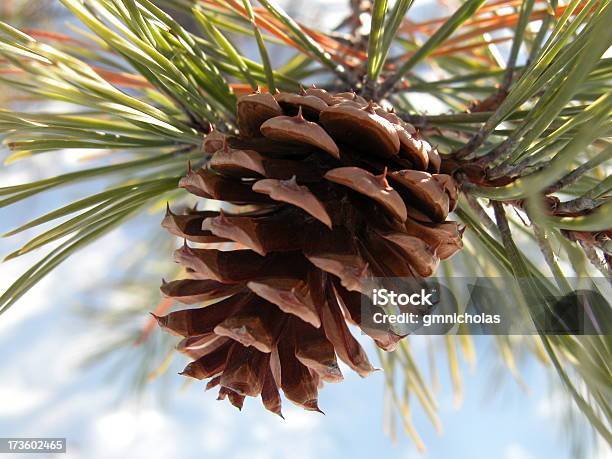 Pine Cone Stockfoto und mehr Bilder von Zapfen - Zapfen, Ast - Pflanzenbestandteil, Baum