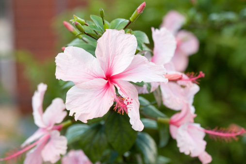 Flower in latin called hibiscus syricus belonging to the family Malvaceae. On the background there leaves and a bud of another flower.