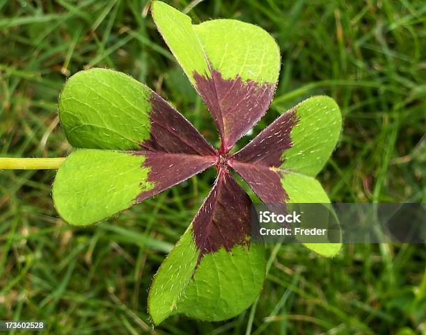 Cuatro Trébol Leaved Foto de stock y más banco de imágenes de Flor - Flor, Aire libre, Aspiraciones