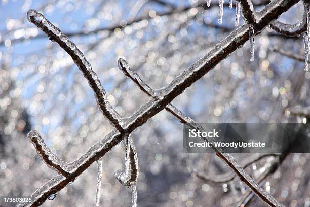 Materiale Congelato Branch - Fotografie stock e altre immagini di Acqua - Acqua, Albero, Angolo - Forma