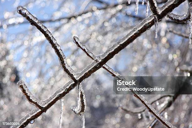 Foto de Filial De Frozen e mais fotos de stock de Azul - Azul, Brilhante - Luminosidade, Congelado